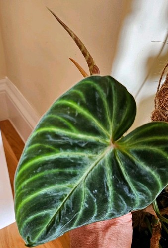Philodendron verrucosum - philodendron,
