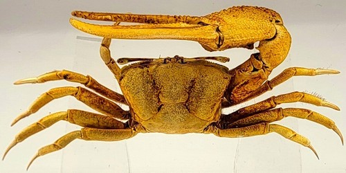 Real large fiddler crab - 4.3",