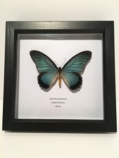 Giant Blue Swallowtail (Papilio zalmoxis) Butterfly in Box Frame Insect Art