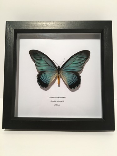 Giant blue swallowtail - giant,