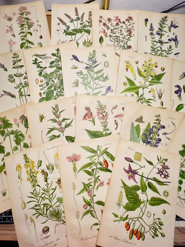 Set antique botanical - 3,