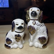 Staffordshire Spaniel Dogs