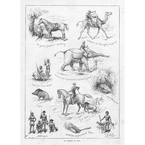 Pig sticking india - pig,