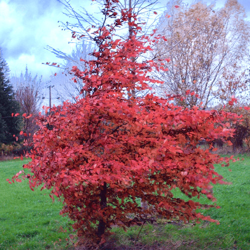 Carpinus betulus rockhampton - betulus, 'rockhampton