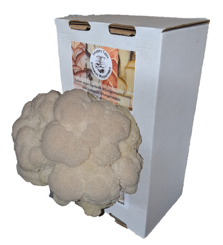 Lions mane mushroom grow - grow, kit