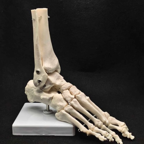 Life size foot and ankle - foot, joint