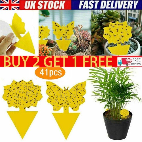 41x fly catchers window flower - catchers,