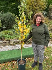 1 x Crab Apple Tree Ornamental "John Downie" 150 inc.pot