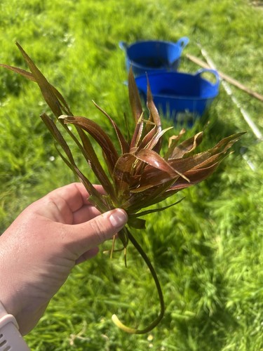 Pond plant water soldiers - plant,