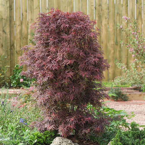 Acer palmatum shaina - palmatum, 'shaina'