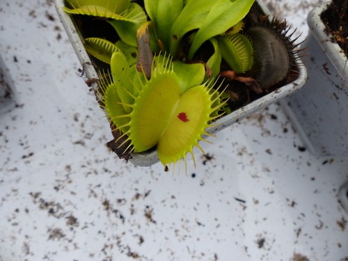 Carnivorous plant venus - -, fly