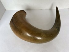Antique Large Animal Horn