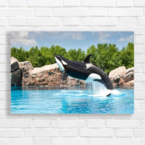 Killer whale jumping - whale, out