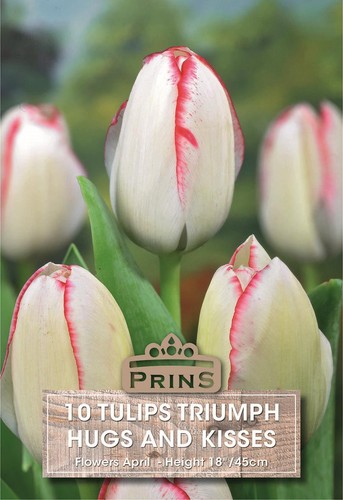 Tulip bulb tulipa - tulipa, 'hugs