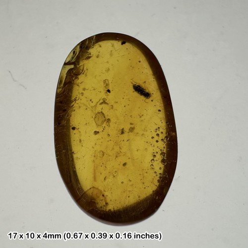 Burmese cretaceous amber - , with