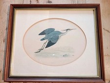 Antique Print: Heron. History Of British Birds by Morris. Beautifully Framed. 