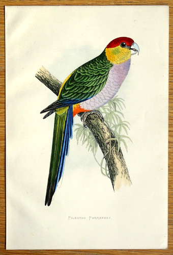 Antique parrot print pileated - antique,