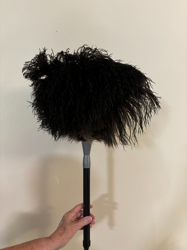First grade compact ostrich