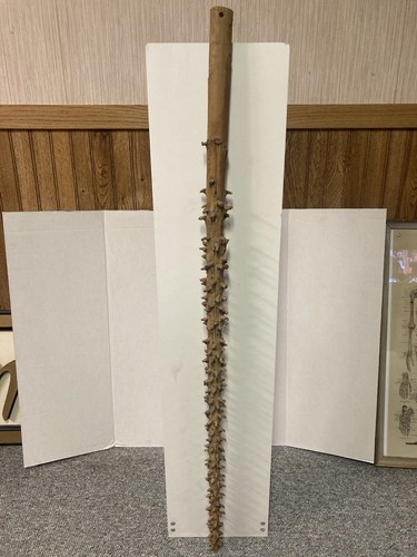 Unique vintage cane - cane, thorn
