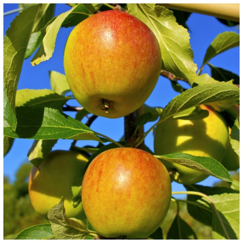 Cox orange pippin apple - cox's, tree