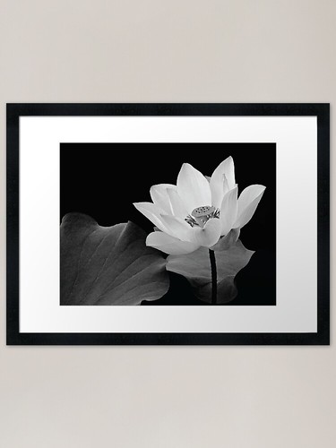 Lotus flower black and - in,