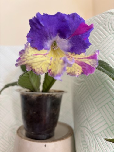 Streptocarpus sunny rainbow - streptocarpus,