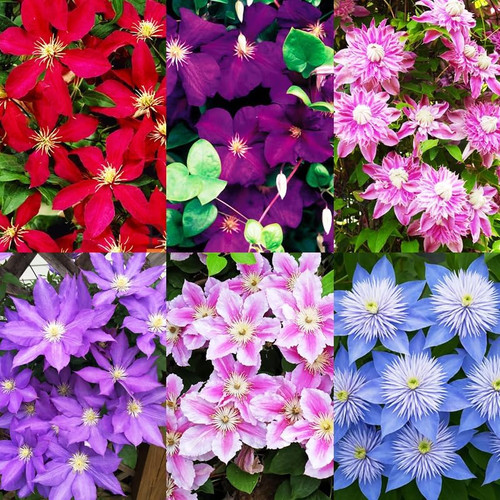 200 perennial mixed - 200+perennial,