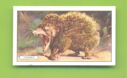 Wild animals the - animals.#16,