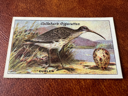 Gallaher birds nests eggs - birds,