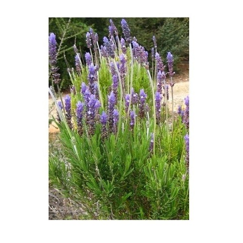 Fringed lavander spanish - fringed,