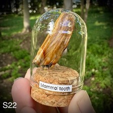 Large Mammal Tooth In Glass