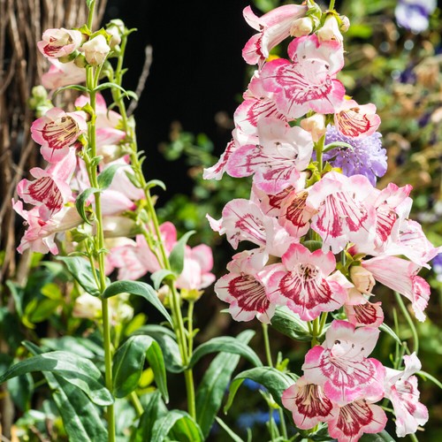Perennial flowering plant - flowering,