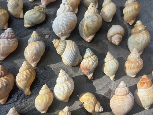 10x beautiful whelk sea shells - beautiful,