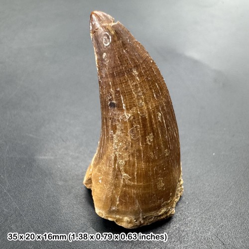 Genuine mosasaur tooth fossil - tooth,