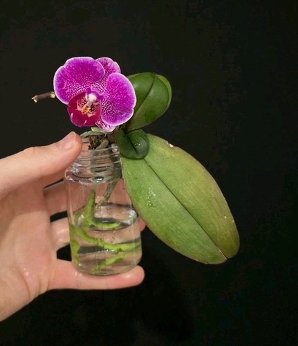 Mini phalaenopsis pink in - pink,,