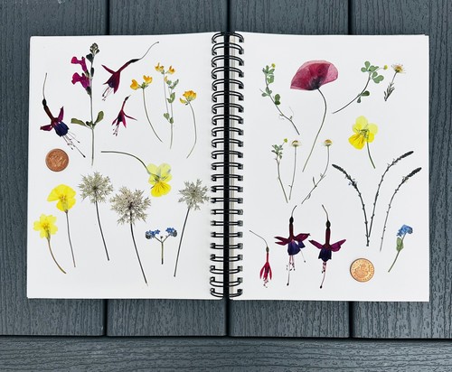Pressed dried wild flowers - wild, +