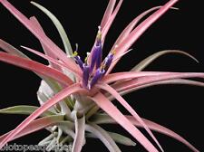 Tillandsia capitata peach Live