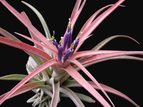 Tillandsia capitata peach live - capitata,