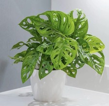 Swiss cheese plant monstera - plant,