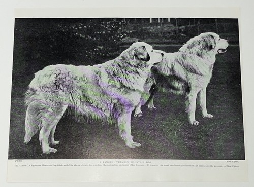 Pyrenean mountain dog - pyrenean, breed
