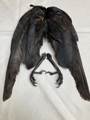 Crows wings and feet - and,