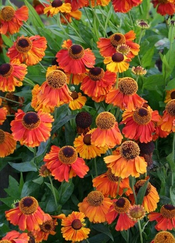 Sneezeweed autumnale - 50,