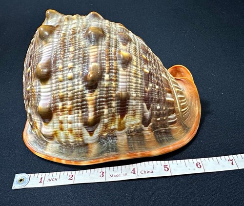 Large horned helmet seashell - large,