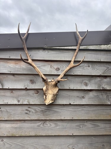 Highland red stag antlers - red,