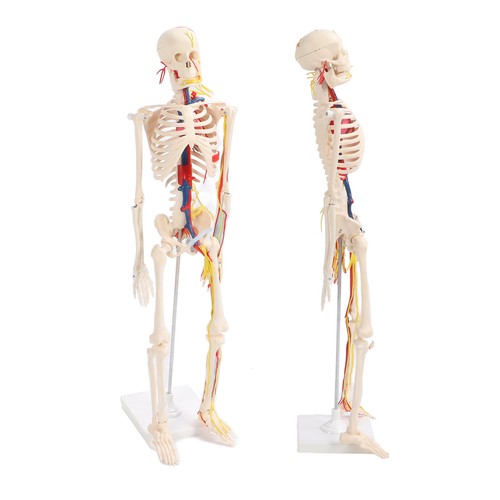 85cm human skeleton assemble - human,