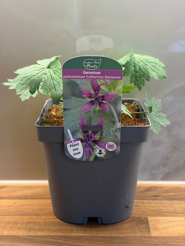 Geranium catherine deneuve - geranium, 2l