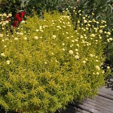 Santolina plug plants lemon