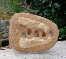 Fossil Mosasaur Jaw Dinosaur