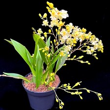 Dwarf Orchid Oncidium