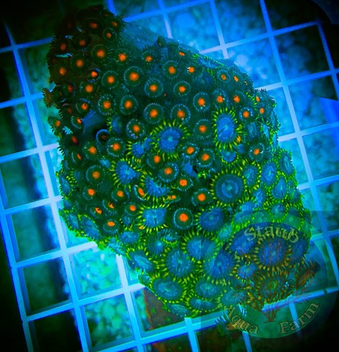 Saf in zoanthid - in,